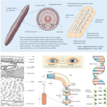 AS/A2 Level Biology artworks