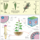 Botanical artwork - Absolute Science