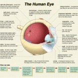 Human eye - Advanced Biology