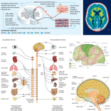 Neuro-function diagrams