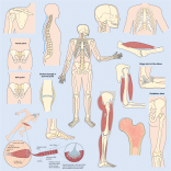 Body structure - Health Sciences